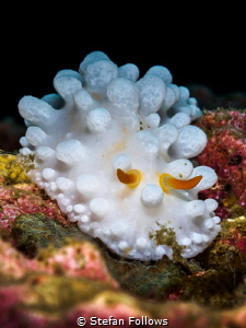 "I pity the fool!" Mr. T. Wart Slug - Phyllidia sp. Ang T... by Stefan Follows 